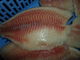 Marisco congelado fresco da origem de Tailândia/faixa congelada volume do Tilapia dos peixes