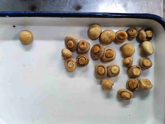 Tin Canned Champignon Mushroom cortado com água