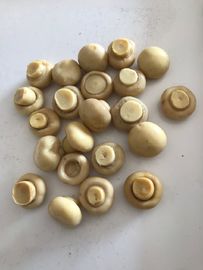 190g enlatou o cogumelo comum de Cultivatea inteiro/remenda-o e provem-no