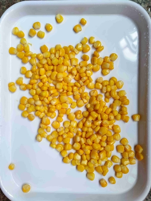 Tipo de cultivo delicioso Milho doce enlatado não OGM para exportação