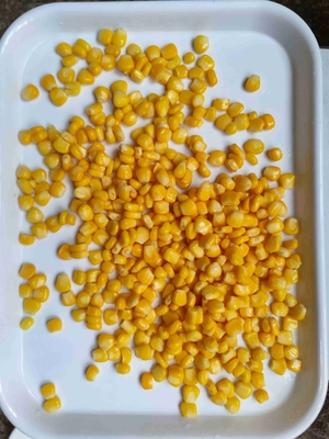 Cereais de milho doce não transgênicos em lata