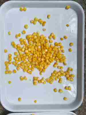 Peso drenado 840 g de milho doce enlatado feito de milho doce fresco com ingrediente açúcar