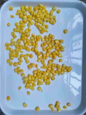 Milho em Grão Enlatado Doce, Conveniente e Delicioso