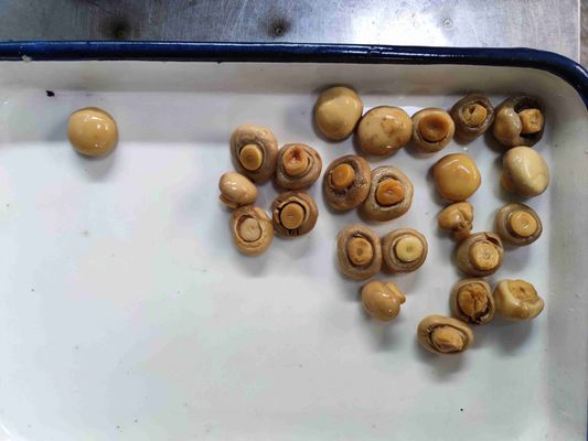 Cogumelos Champignon Inteiros em Conserva 100% Cogumelos Inteiros Frescos a Granel